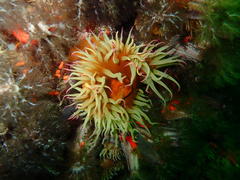 Pseudactinia flagellifera