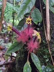 Columnea minor