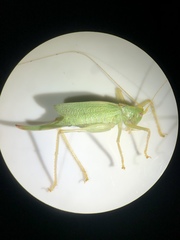 Meconema thalassinum