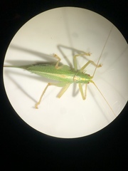 Meconema thalassinum