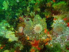 Pyura stolonifera
