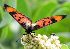 Acraea acara acara