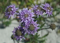 Phyllopodium cephalophorum