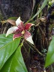 Paphinia