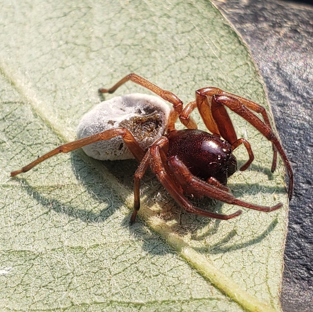 Broad faced sac spider from upperville va 20184 usa on september 13
