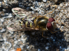Lapposyrphus