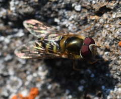 Lapposyrphus