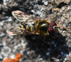 Lapposyrphus