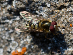 Lapposyrphus