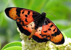 Acraea acara acara