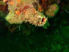 Pyura stolonifera