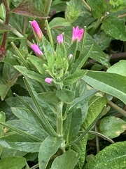 Epilobium ciliatum watsonii
