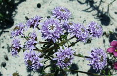 Phyllopodium cephalophorum