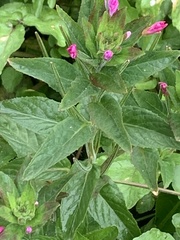 Epilobium ciliatum watsonii