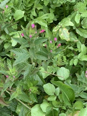 Epilobium ciliatum watsonii