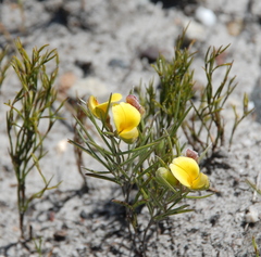 Argyrolobium filiforme