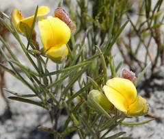 Argyrolobium filiforme