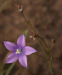 Wahlenbergia krebsii krebsii