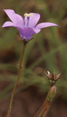 Wahlenbergia krebsii krebsii