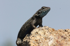 Sceloporus occidentalis becki