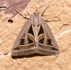 Callistege diagonalis