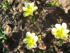 Moraea luteoalba
