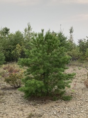 Pinus pungens
