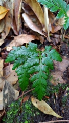 Davallia chrysanthemifolia