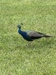Pavo cristatus