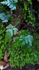 Davallia chrysanthemifolia