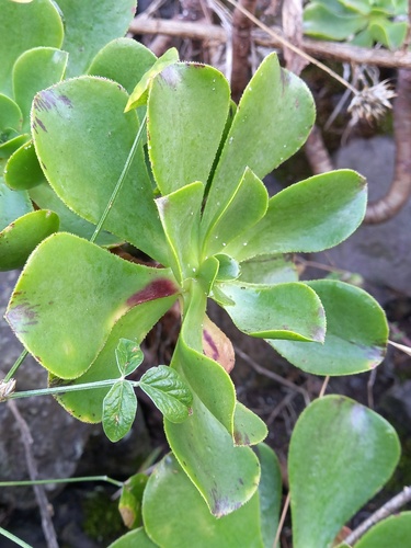 Viscid Houseleek