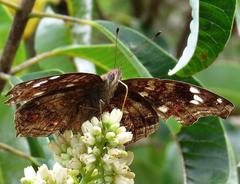 Junonia natalica natalica