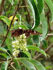 Junonia natalica natalica