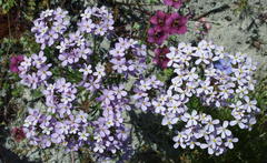 Polycarena lilacina lilacina