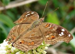 Junonia natalica natalica
