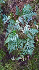 Davallia chrysanthemifolia