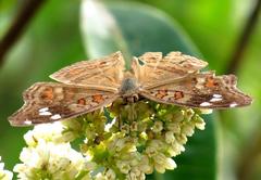 Junonia natalica natalica