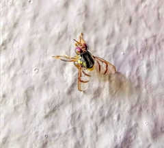 Bactrocera albistrigata