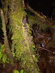 Hoplocercidae