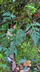 Davallia chrysanthemifolia