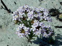 Polycarena lilacina lilacina