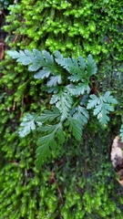Davallia chrysanthemifolia