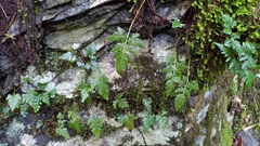 Davallia chrysanthemifolia