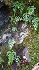 Davallia chrysanthemifolia