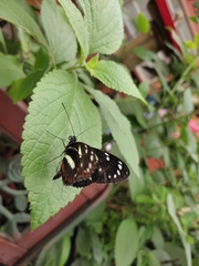 Heliconius atthis