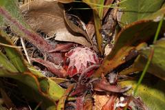Protea scolopendriifolia