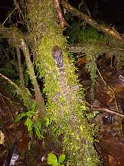 Hoplocercidae