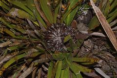 Protea scolopendriifolia