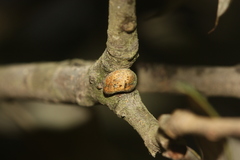Kermesidae