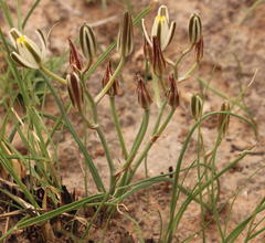 Albuca setosa